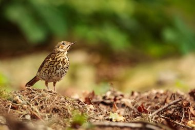 Yeşil bitkilerde ardıç kuşu (Turdus philomelos)
