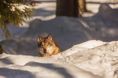 Avrasya kurt (Canis lupus lupus) 