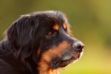 dog hovawart gold and black portrait