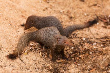 Vahşi doğada yaygın gri firavun faresi 