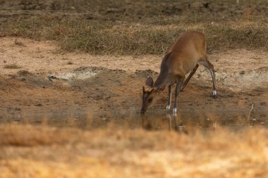 cute red deer (Cervus elaphus) 