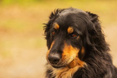dog hovawart gold and black portrait