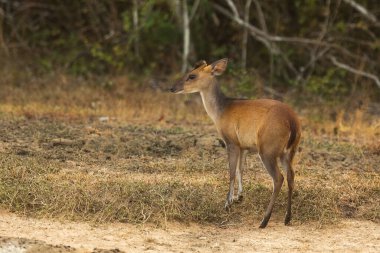 cute red deer (Cervus elaphus) 