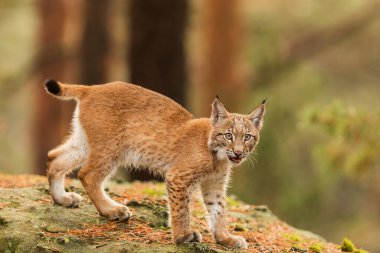 fauna, Eurasian lynx,  in  forest