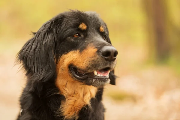 Dog Hovawart Gold Black Portrait — Stockfoto