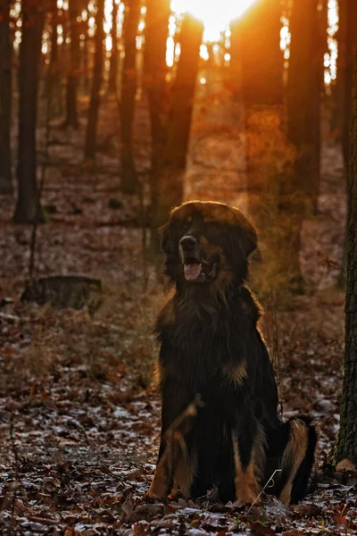 Dog Hovawart Gold Black Portrait —  Fotos de Stock