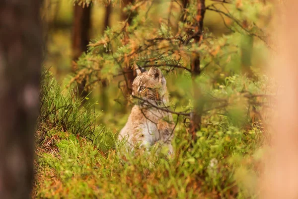 Fauna Eurasian Lynx Forest — Stockfoto