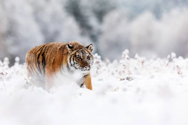 Animal Tiger Wild Nature — Φωτογραφία Αρχείου