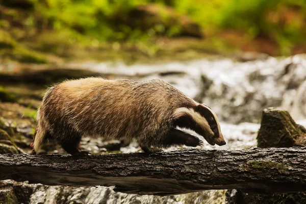 Old European Badger Wild — Stockfoto