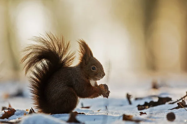 Cute Red Squirrel Sciurus Vulgaris — ストック写真