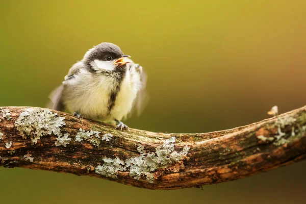 Eurasian Tit Branch — Fotografia de Stock