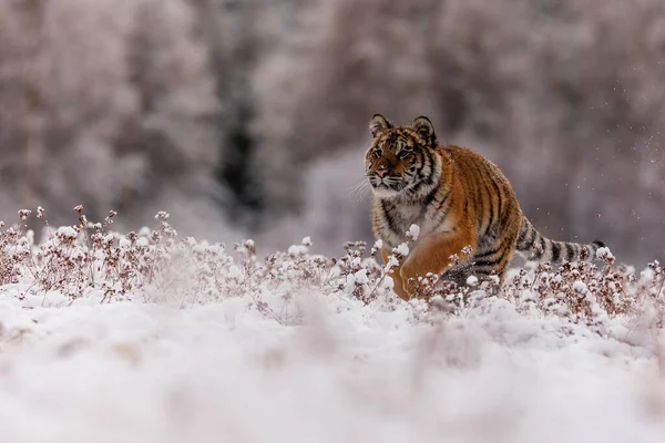 Animal Tiger Wild Nature — 图库照片