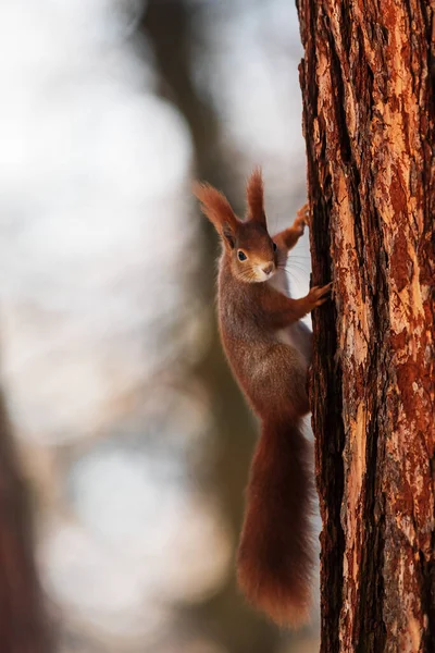 Cute Red Squirrel Sciurus Vulgaris — 스톡 사진