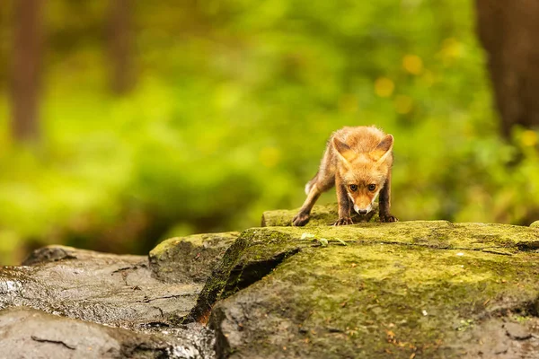 Cube Red Fox Vulpes Vulpes Curious Young Animal — Foto Stock