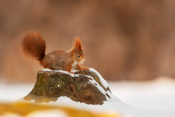 Cute Red Squirrel Sciurus Vulgaris — Stock Photo, Image