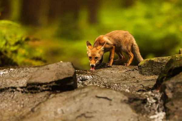Cube Red Fox Vulpes Vulpes Curious Young Animal — Stock Photo, Image