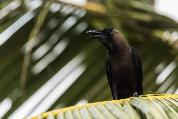 Black Crow Tree Branch — Stock Photo, Image