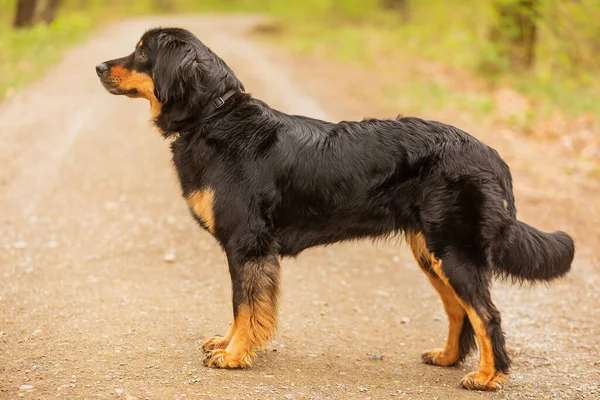 Dog Hovawart Gold Black Portrait — Stockfoto