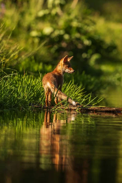 cube red fox (Vulpes vulpes) a curious young  animal