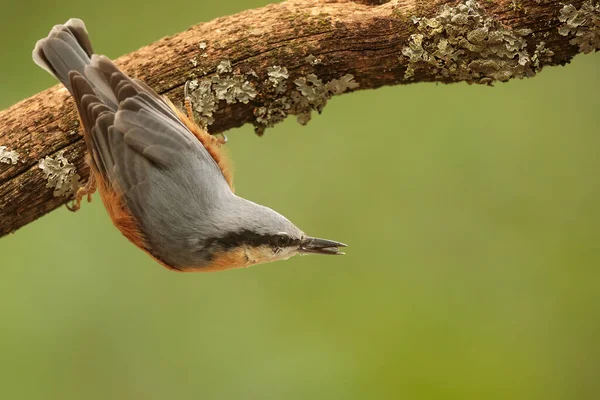 Closeup Small Bird Daytime — Fotografia de Stock