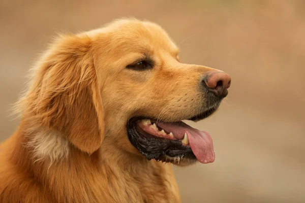 Cute Dog Portrait Animal — Stockfoto