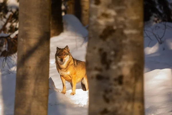 Male Eurasian Wolf Canis Lupus Lupus —  Fotos de Stock