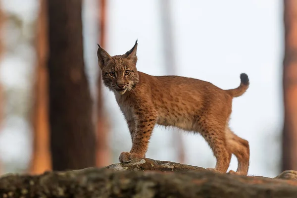 Fauna Eurasian Lynx Forest — Stock Photo, Image