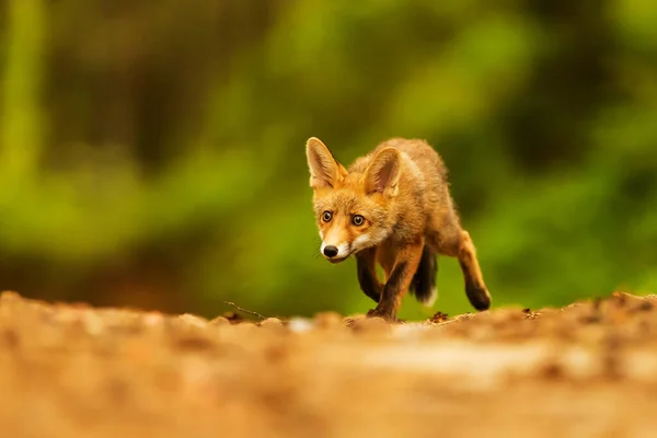 Cube Red Fox Vulpes Vulpes Curious Young Animal — Stock Fotó