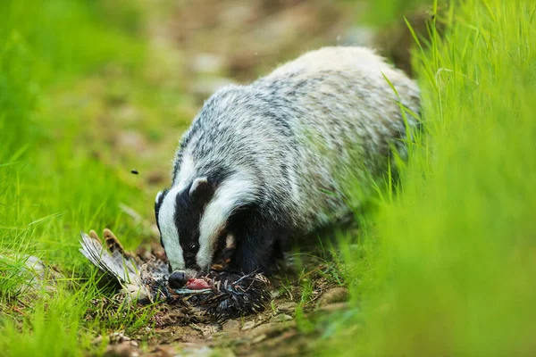 Old European Badger Wild — Stockfoto