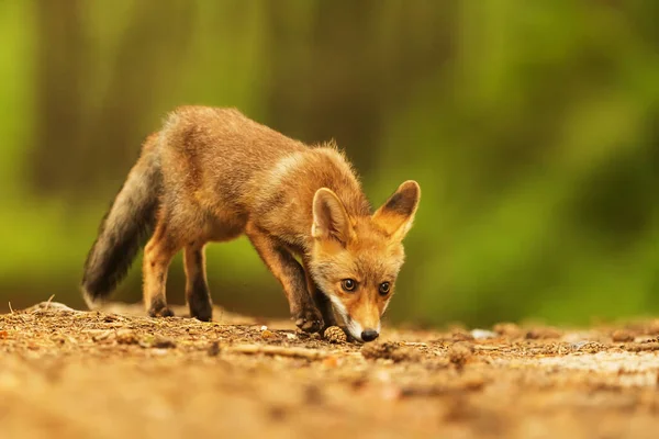 Cube Red Fox Vulpes Vulpes Curious Young Animal — Stok fotoğraf