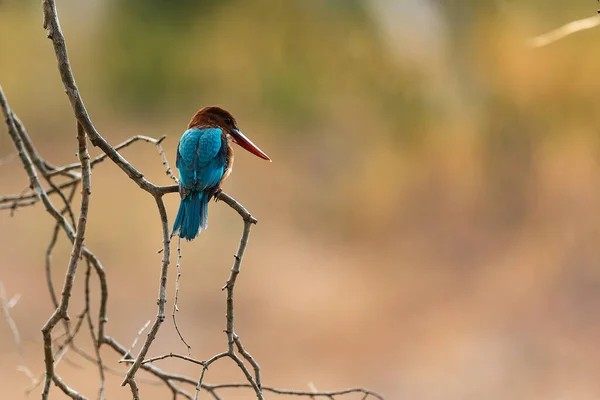 Sri Lanka National Park Yala White Breasted Kingfisher Halcyon Smyrnensis — Foto de Stock