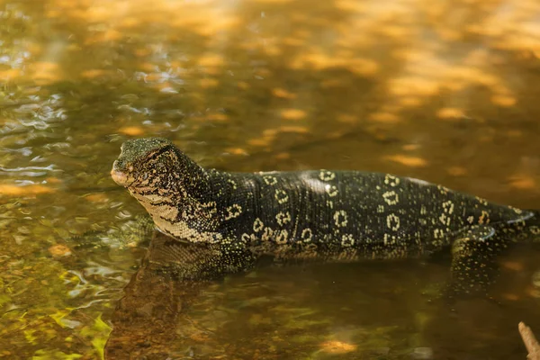 Common Water Monitor Varanus Salvator Dangerous Dragon Wild Nature — Stock Fotó