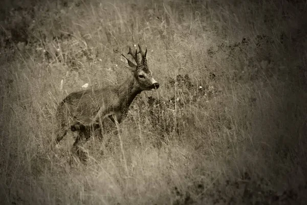 Cute Red Deer Cervus Elaphus — ストック写真