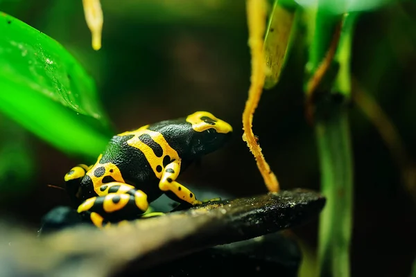 Nahaufnahme Eines Frosches Auf Verschwommenem Hintergrund — Stockfoto