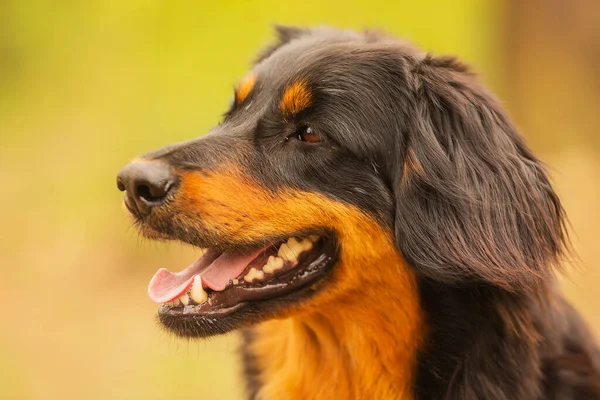 Dog Hovawart Gold Black Portrait — Stock Photo, Image