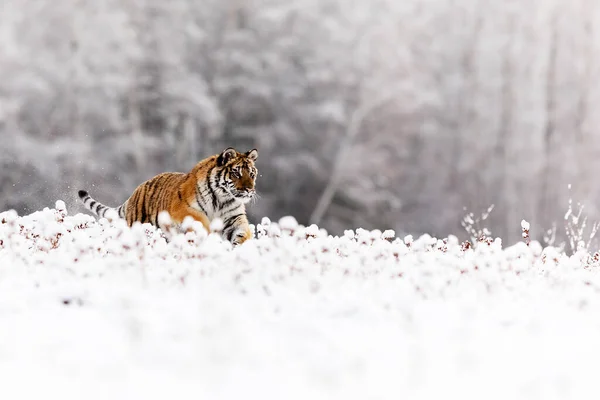 Animal Tiger Wild Nature — Stok fotoğraf