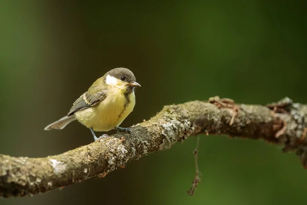 Eurasian Tit Park — 스톡 사진