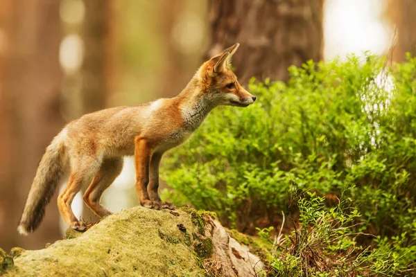 cube red fox (Vulpes vulpes) a curious young  animal