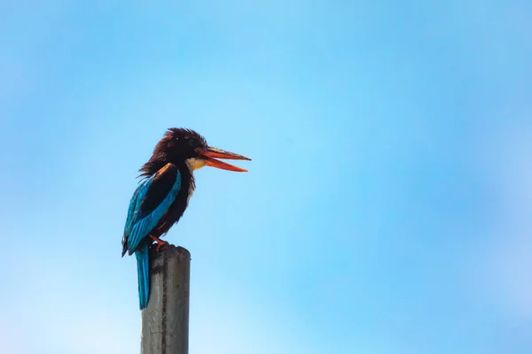 Sri Lanka National Park Yala White Breasted Kingfisher Halcyon Smyrnensis — 스톡 사진