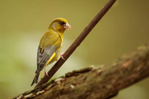 Closeup Small Bird Sitting Tree — Stockfoto