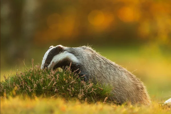 Old European Badger Wild — Photo