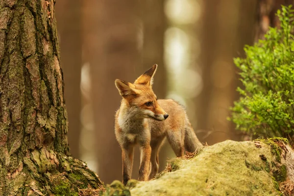 Cube Red Fox Vulpes Vulpes Curious Young Animal — Foto de Stock