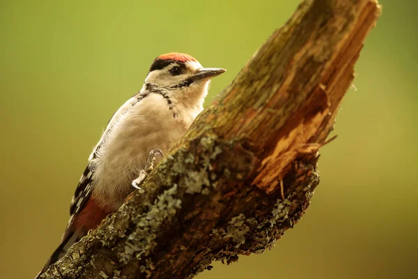 Closeup Small Bird Sitting Tree — Fotografia de Stock
