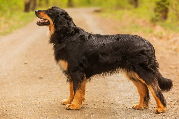 Σκύλος Hovawart Χρυσό Και Μαύρο Πορτρέτο — Φωτογραφία Αρχείου