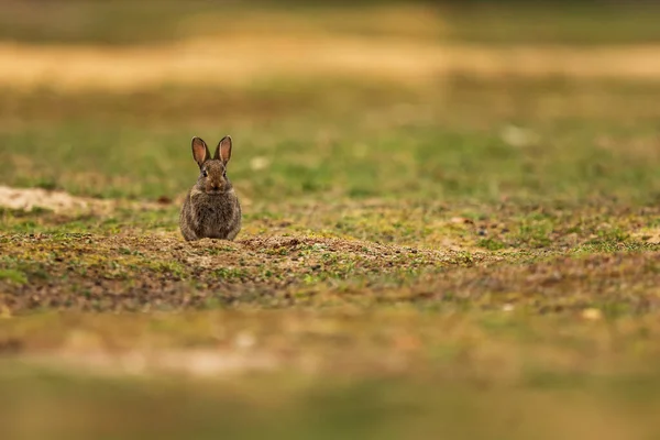 Ein Kleines Braunes Kaninchen Gras — Stockfoto