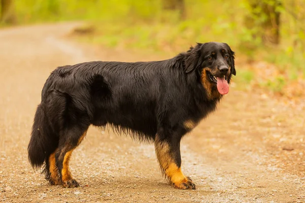Dog Hovawart Gold Black Portrait —  Fotos de Stock