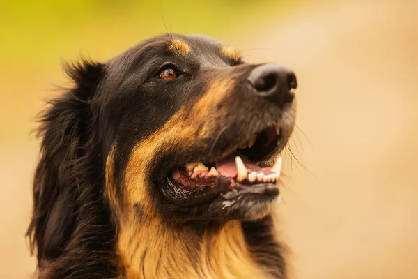 Собака Ховарт Золото Черный Портрет — стоковое фото