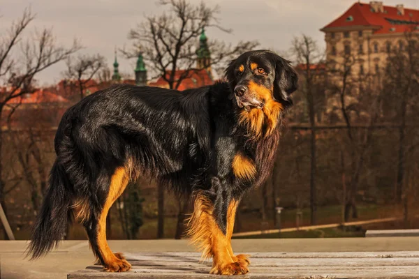 Dog Hovawart Gold Black Portrait —  Fotos de Stock