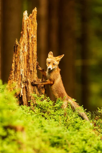 Куб Рыжая Лиса Vulpes Vulpes Любопытное Молодое Животное — стоковое фото