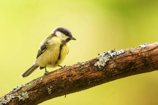 Eurasian Tit Branch — стокове фото